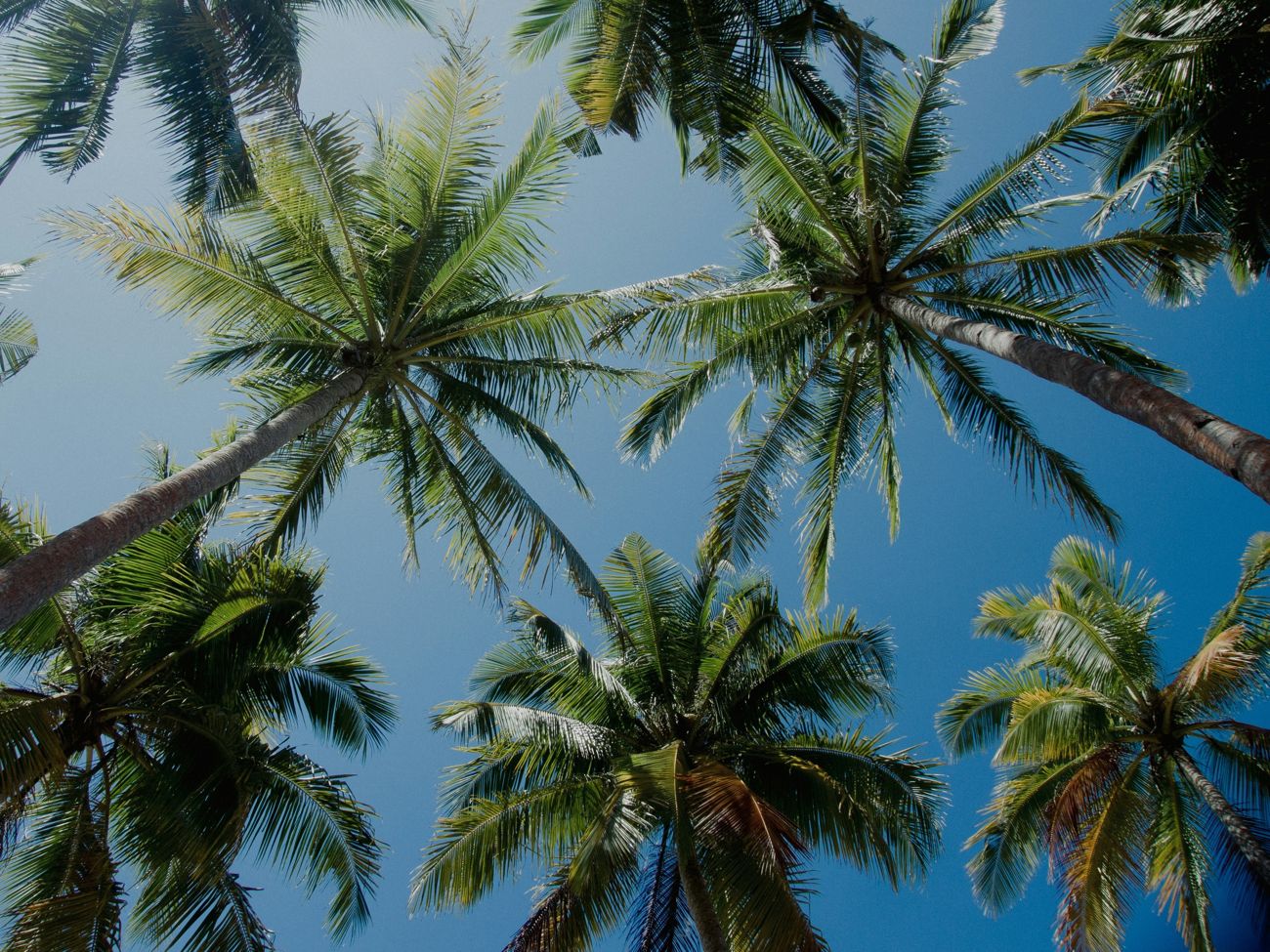 Palmiers sous le ciel bleu, vus d'en bas