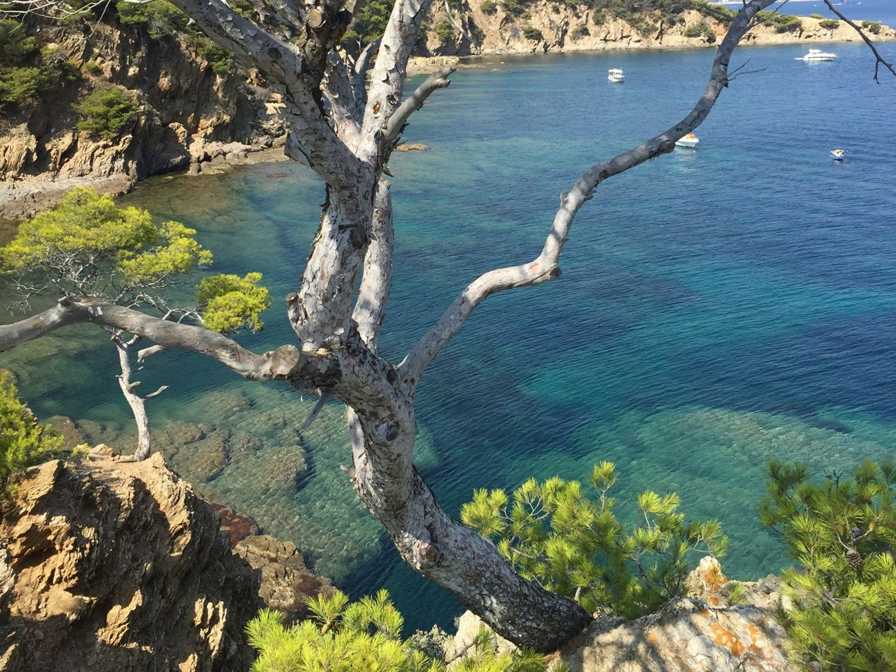 Crique aux eaux turquoise et pins sur le littoral, près du Lavandou